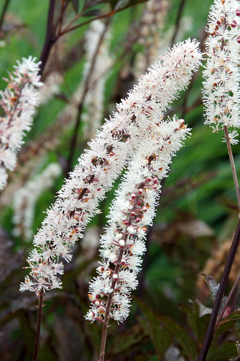 TerraNovaNurs's tweet photo. #PlantOfTheDay: #Actaea 'Black Negligee' has Lacy black foliage that just cloaks the lovely dark stems. Beautiful purple-tinted, white flowers project 2' upward and carry an exotic perfume of grape and jasmine: https://t.co/y0F6pb03Mn https://t.co/5bvOqXqdeq