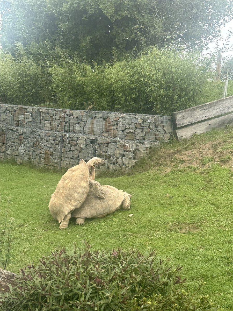 ____Maff_'s tweet photo. This was an interesting one to explain to the kids at @FollyFarmWales today lol. Still an amazing day out though, as always! https://t.co/9Au5LvM9Ot