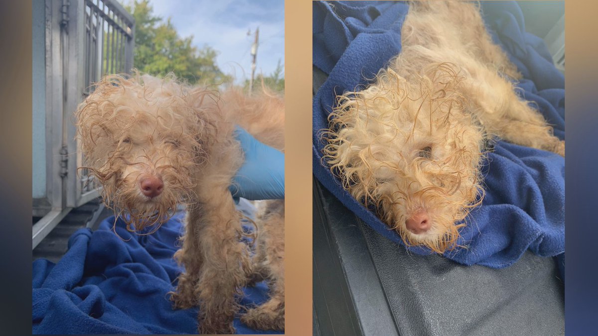RustySuretteTV's tweet photo. Seriously? Who did this? 🤬🤬 He was found covered in a kennel and left abandoned near some dumpsters on Boyett Street near Northgate. 

He was found in very bad shape. 

🚨PLEASE send any information and tips to College Station Police: 979-764-3600

▶ Case #2023-006784. https://t.co/17A7k94bea