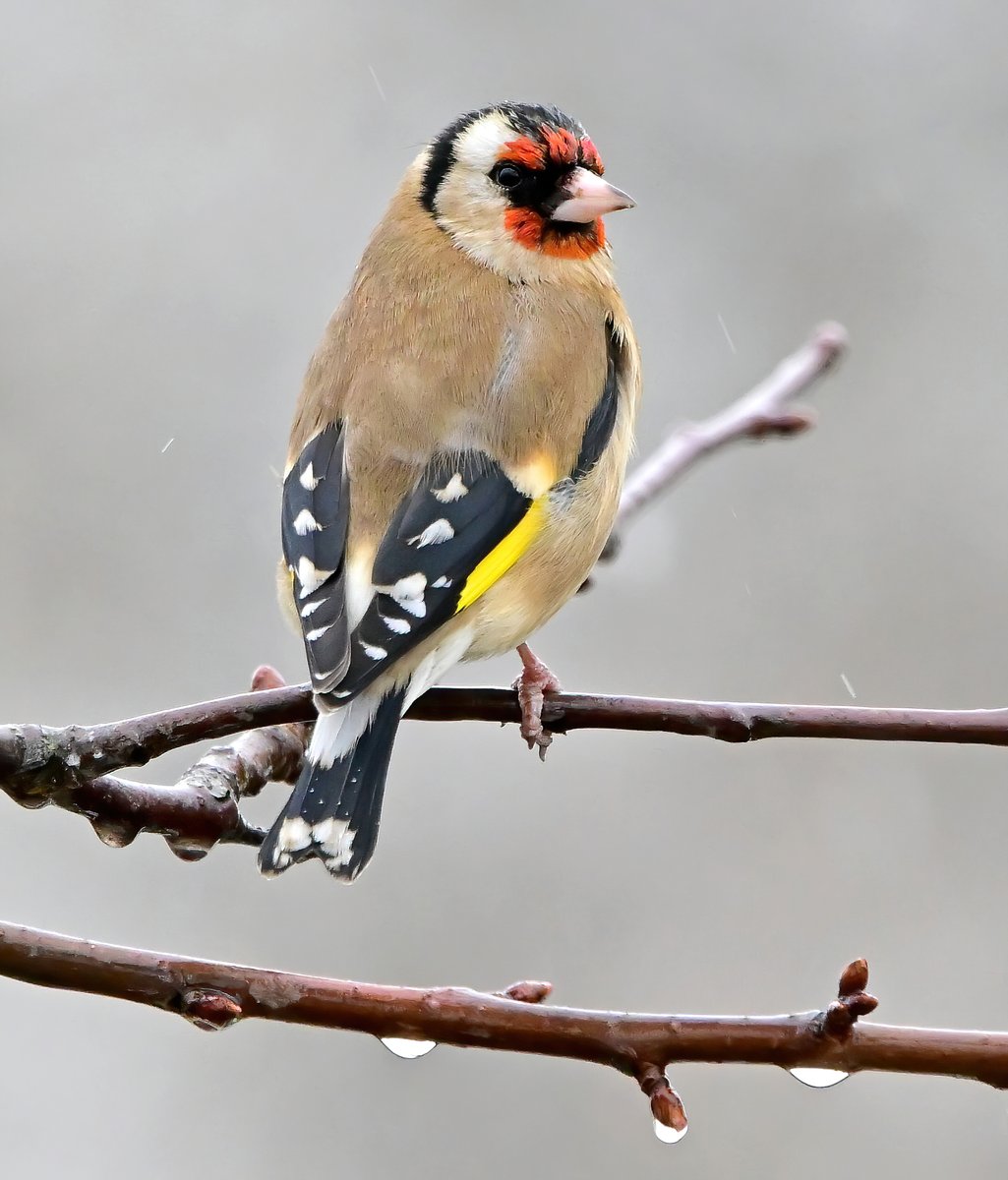 CarlBovisNature's tweet photo. A beautiful Goldfinch in my Somerset garden back in March. 😍🐦 https://t.co/rGqLNfTjkF