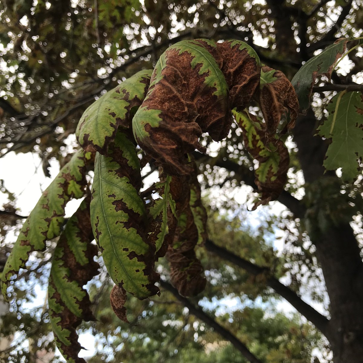 Oak by the cenotaph. I’ve been hearing about oak wilt, but maybe this is leaf scorch?