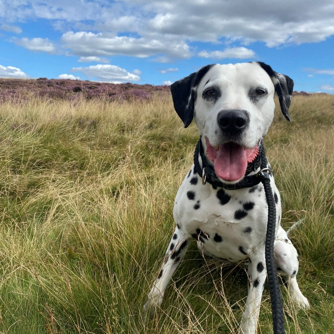 VisitHarrogate's tweet photo. Happy #InternationalDogDay! Fancy a break with your 4-legged friend? Treat yourself – and your dog – to the beautiful #Harrogate area of #NorthYorkshire ❤️ Our dog-friendly places to stay are just pawfect! 🐾 👉 https://t.co/nMyWdeRjGh #lovedogs #dogfriendly #dogfriendlyholidays https://t.co/FHzxE4x74D