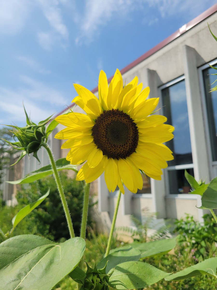 JohnAdamsElem's tweet image. This past spring, we dedicated our courtyard habitat in honor of our retiring nurse, Mrs. Althea Huggins. Our outgoing 5th grade garden club planted seeds that have grown and bloomed. This is a special place for our students and staff to enjoy. @ACPSk12 @ACPSGardens #BeEager