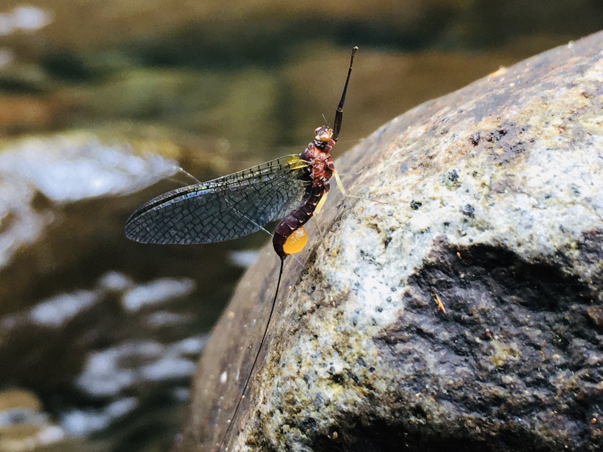 Brian Smith tweet media