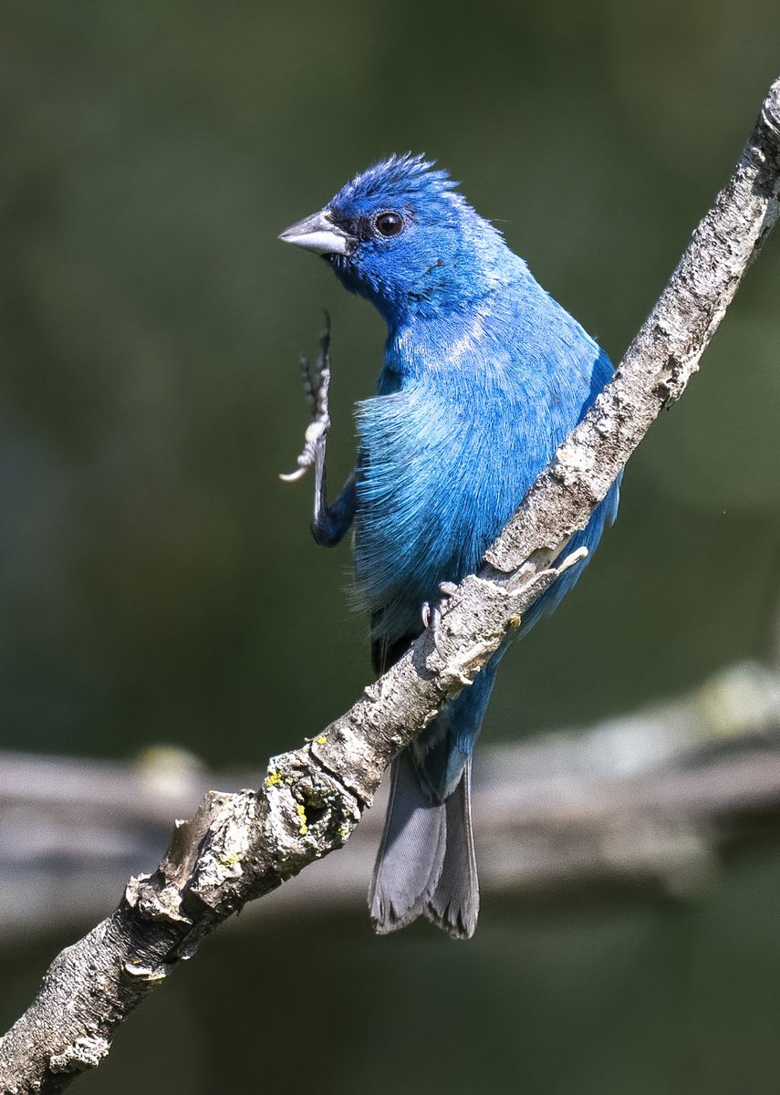 A male Indigo Bunting giving a wave