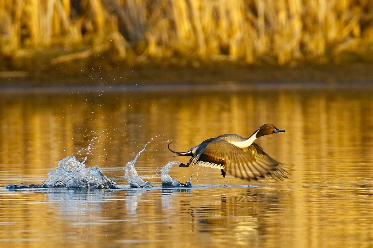 North Dakota July duck brood survey was up 79% from 2022, and 88% above the long term average. gf.nd.gov/news/6720