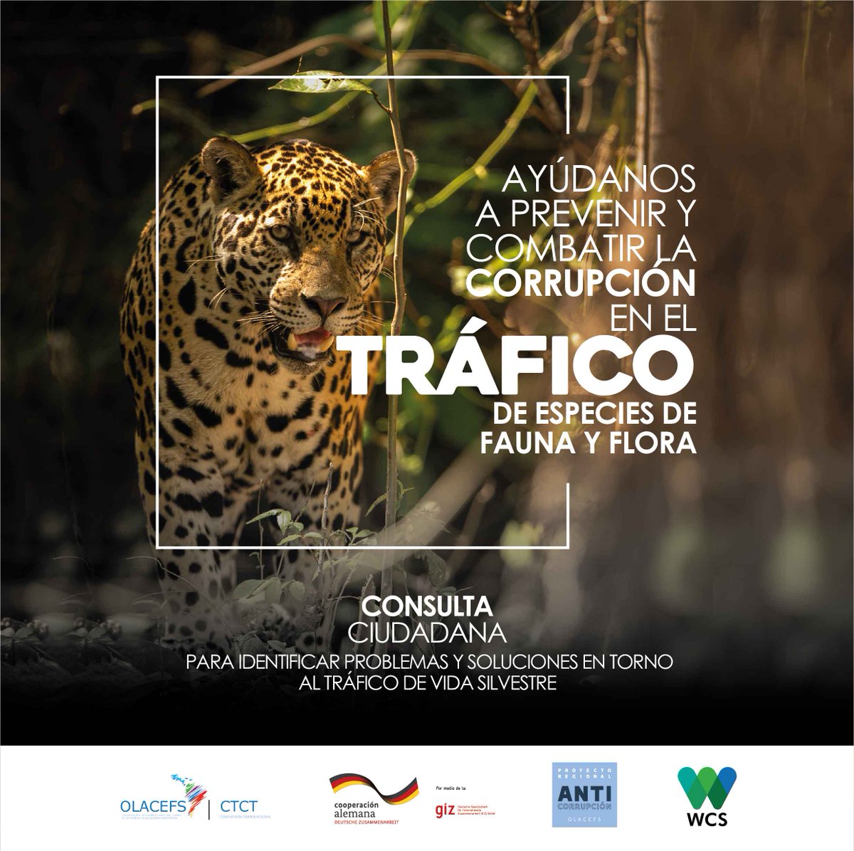 WCSEcuador's tweet photo. .@OLACEFS_oficial te invita a participar de una #ConsultaCiudadana para que compartas tus ideas con el fin de prevenir estas problemáticas, porque tu voz cuenta en la protección de la naturaleza.

¡Infórmate, comparte y suma tu parte! 😉🖐️💚💙 
Visita 📲 https://t.co/1exqm0X5h4 https://t.co/jazYkp6B3r