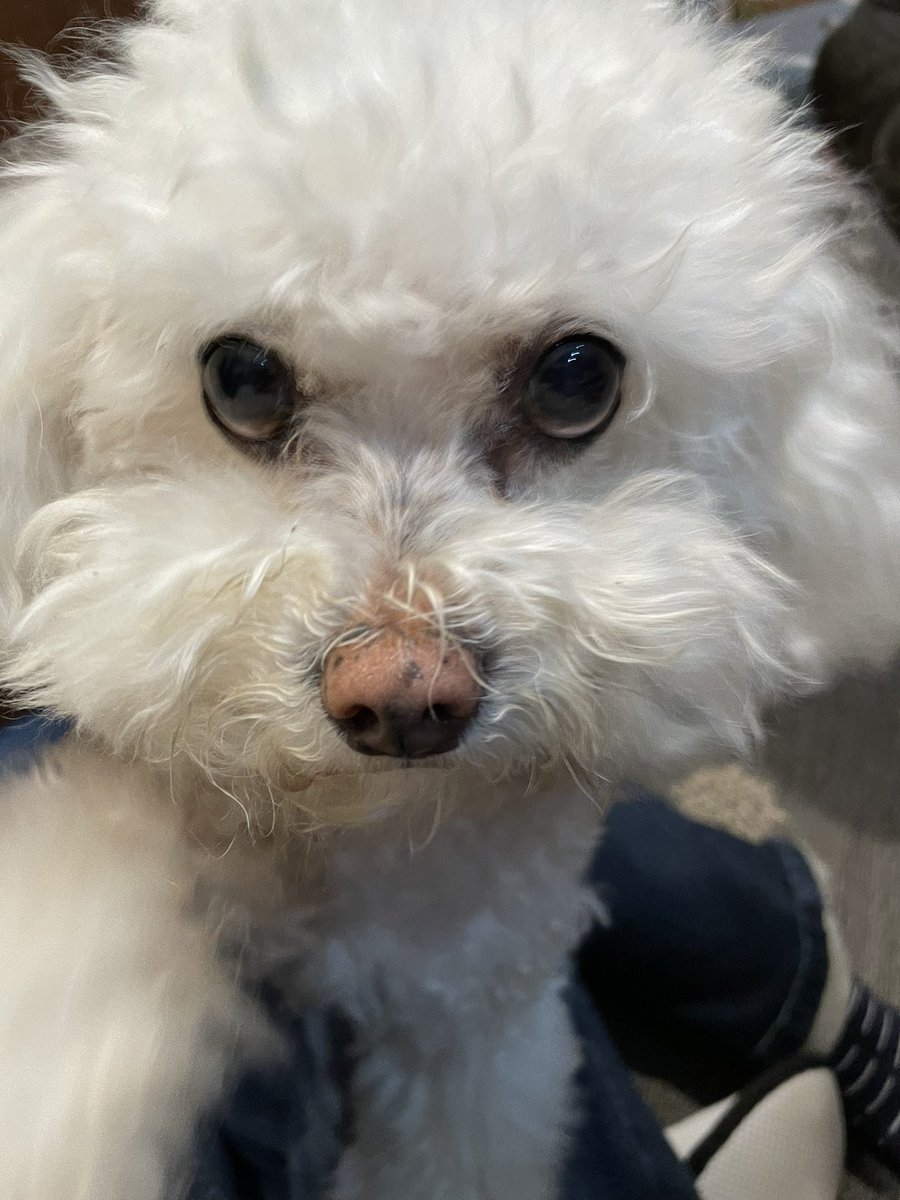 SuperBellaB1's tweet photo. @OrchestraDog @Darcie212 @dogdaysinitaly @Ted1Inquisitive @JBUK2020 @NeddyofNeddyton @parsleysmum @TashaSpunSugar @Alfie77617391 @denvor18 @Tamiborzoilover @JoyceWallach Did someone say Boop? 😁😘🐾💕 https://t.co/pKFiSypJNS