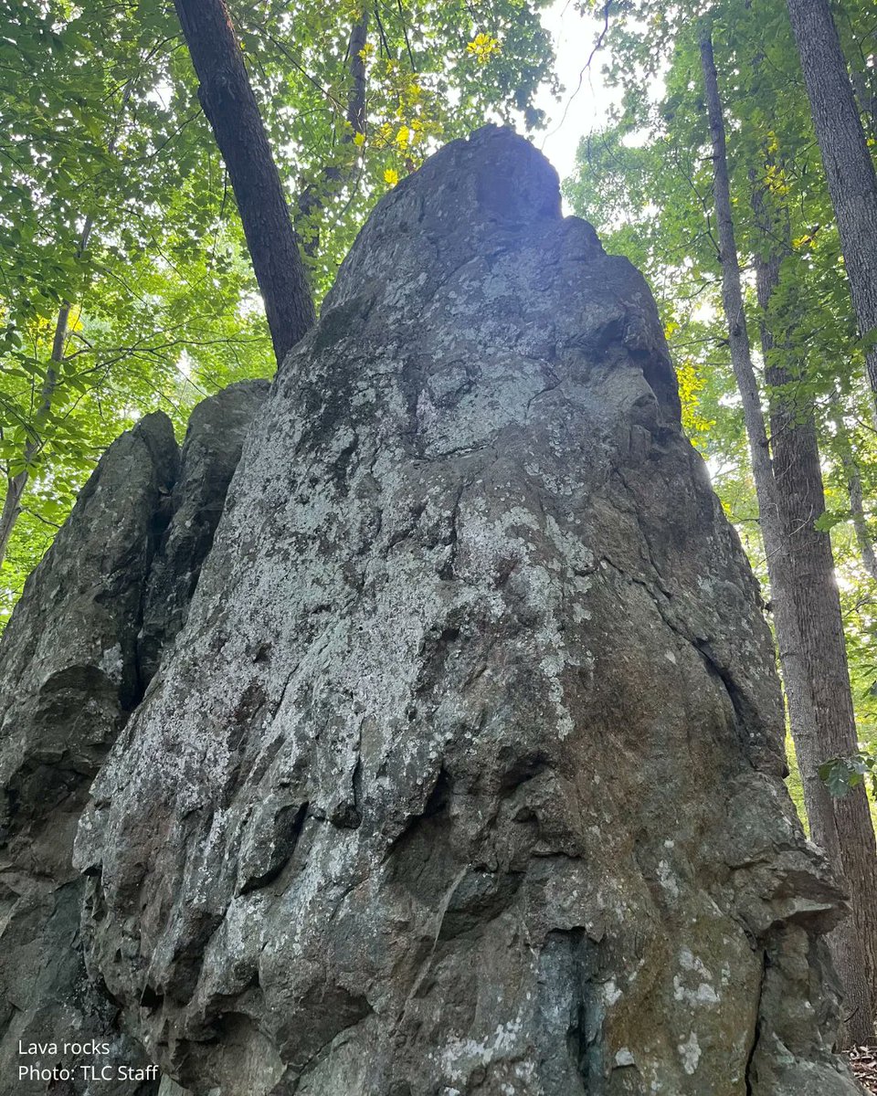 Triangle Land Conservancy tweet media