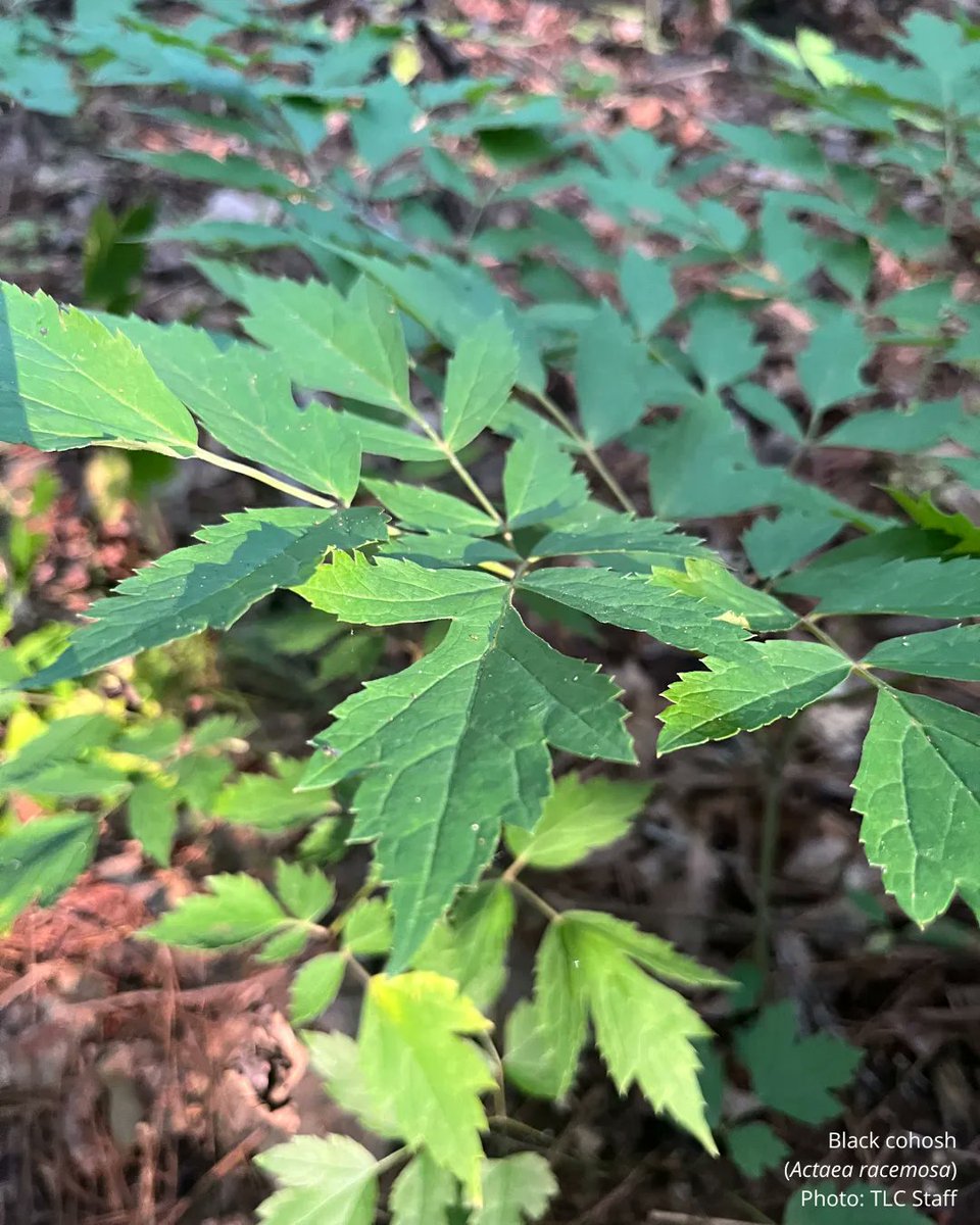 Triangle Land Conservancy tweet media