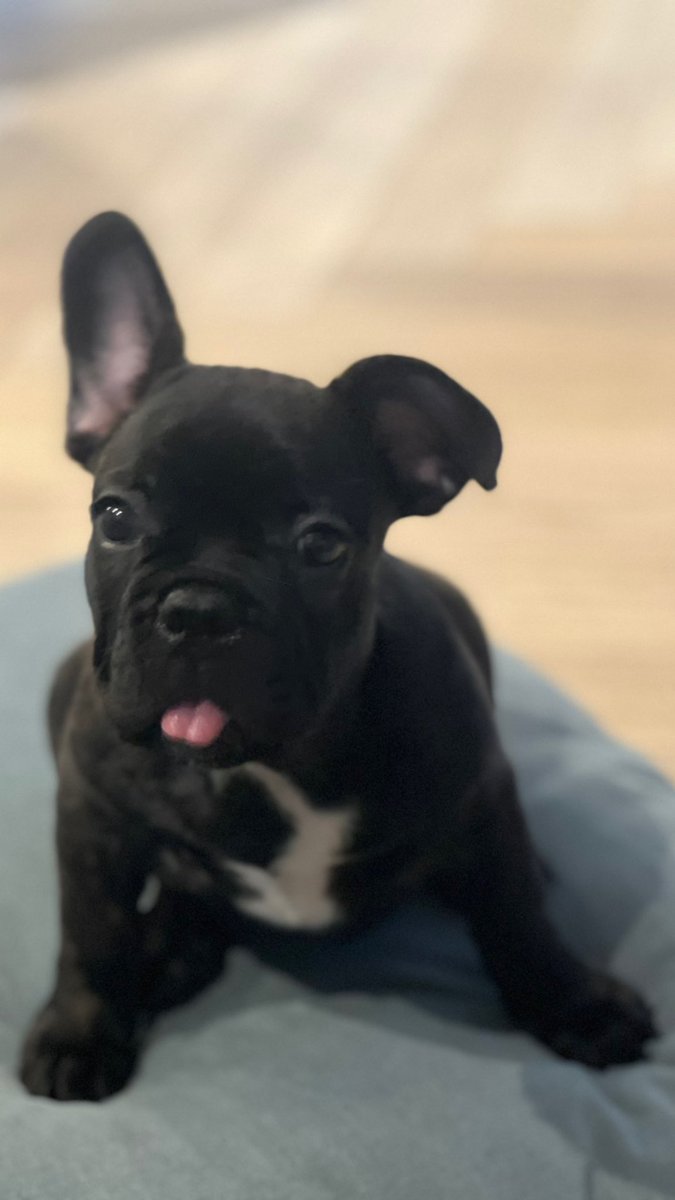 Vladimir tweet media