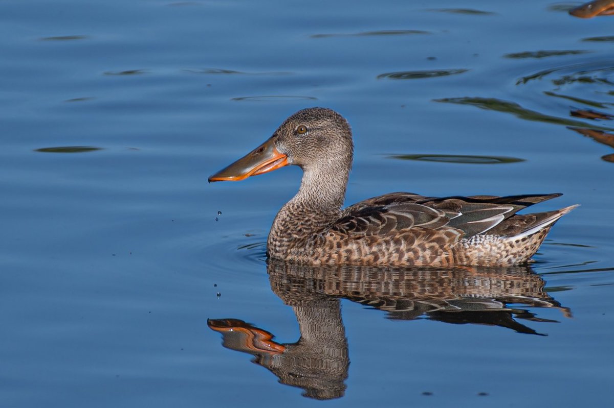 A pair of shoveler’s on the patch (Berrylands Hogsmill nature reserve) this afternoon hidden amongst the Mallards made a pleasant change. <a href="/SurreyBirdNews/">SurreyBirdClubNews</a> #BirdsSeenIn2023