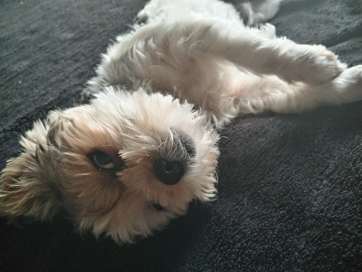 Como viven la vida mis perros, me gustaría tener la tranquilidad q tienen ellos.