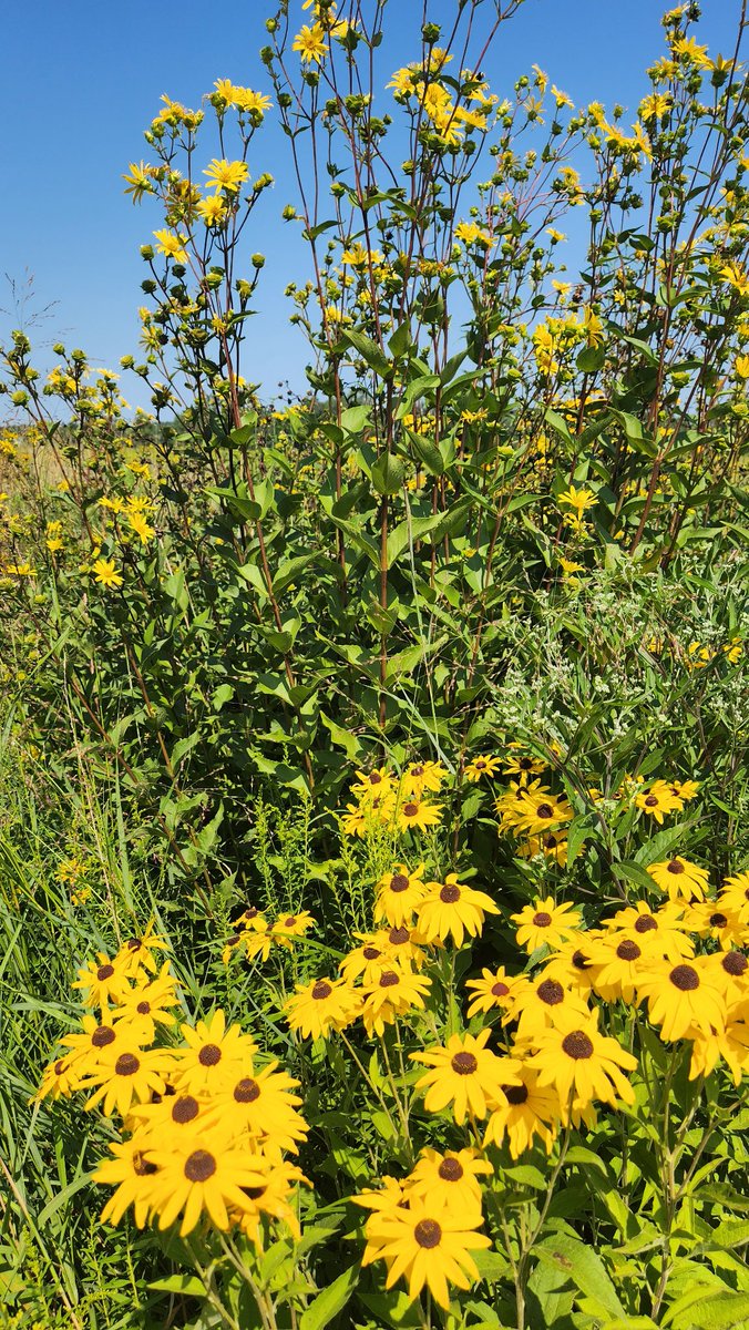 LeMyrn's tweet photo. Dis aome Nature walking #EagleMarsh so hot. https://t.co/WNN6heP9zI