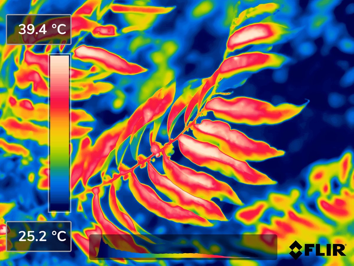 On the heels of Earth’s warmest week on record, a new study finds the  world’s tropical forest canopies may be closer to critical  high-temperature thresholds than previously thought, but there may still  be time to act.
rb.gy/ttp55