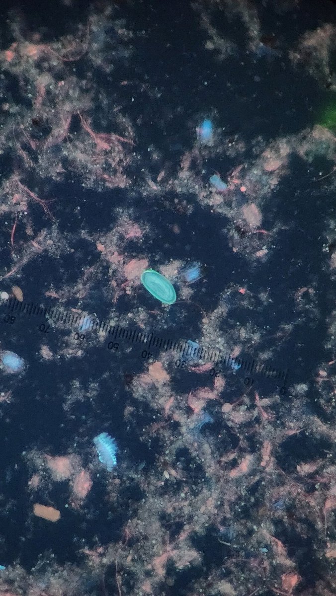 Parasite_Power's tweet image. &quot;Dr.C, I found one crummy looking pinworm egg on the wetmount, but I cannot find anymore after 15 mins to confirm!&quot;
UV for the win!
Many helmith ova are autofluorescent under broad range excitation filters! This is a standard filter block used for calcofluor white.
#parasitology