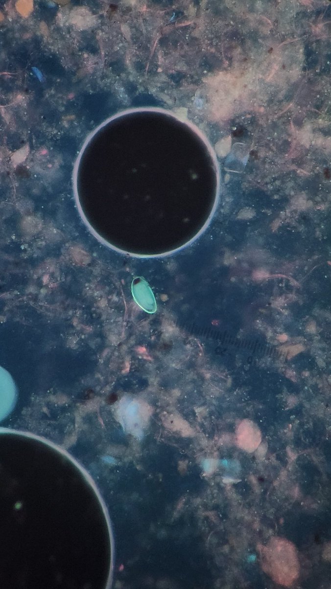 Parasite_Power's tweet image. &quot;Dr.C, I found one crummy looking pinworm egg on the wetmount, but I cannot find anymore after 15 mins to confirm!&quot;
UV for the win!
Many helmith ova are autofluorescent under broad range excitation filters! This is a standard filter block used for calcofluor white.
#parasitology