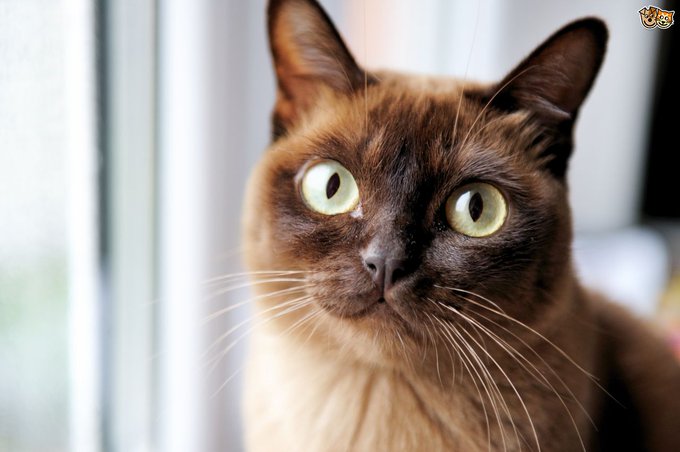 Virgili7's tweet photo. Tweet de #boncatala del 23 d'agost:

Els gats MIOLEN, fan MÈUS, MARRAMEUS i MIOLS.

Però també fan un altre sorollet quan estan tranquils i satisfets que s'anomena FILAR: no en digueu "ronronejar" ni cap altra castellanada semblant.

És l'accepció 10 a l'Alcover-Moll.

Que corri. https://t.co/XQF9z7k6qC
