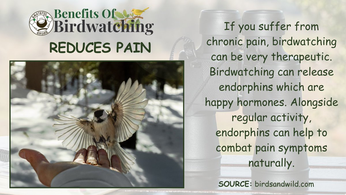 It's Wellness Wednesday!💪 Keep fit and healthy with this birdwatching health fact!💡 #WellnessWednesday #birdwatchingbenefits