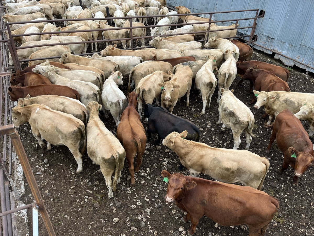 Our home raised, VBP+, triple vax, no implant, green as grass yearlings up for auction tomorrow am. #charolais