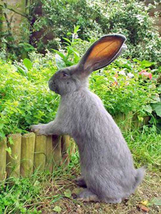 ann_forcino's tweet photo. need a flemish giant rabbit in my life https://t.co/yg7otcJp2b