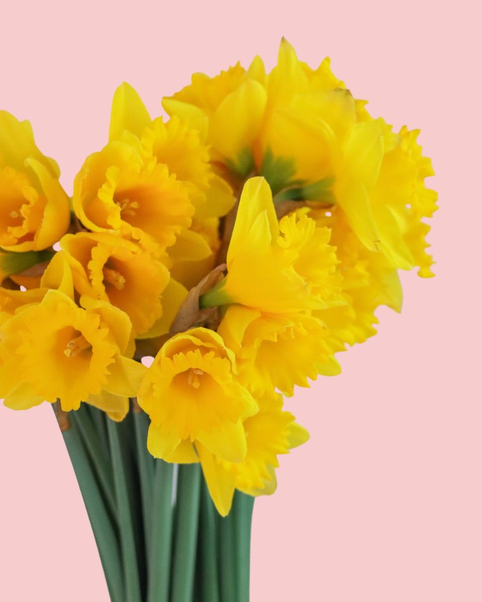AmazingGFlowers's tweet photo. This August, join us in supporting the fight against cancer! For every daffodil bunch you bring home, we're pledging a $10 donation to the Cancer Society. Let's bloom together and make a difference!
https://t.co/7tFQ1QQacZ https://t.co/DiumY6Kk0u