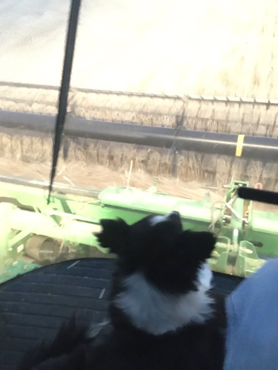 Pearl Dog helping cut barley. She’s done a lot of farming with me over the years. #nobarleynobeer #bordercollie