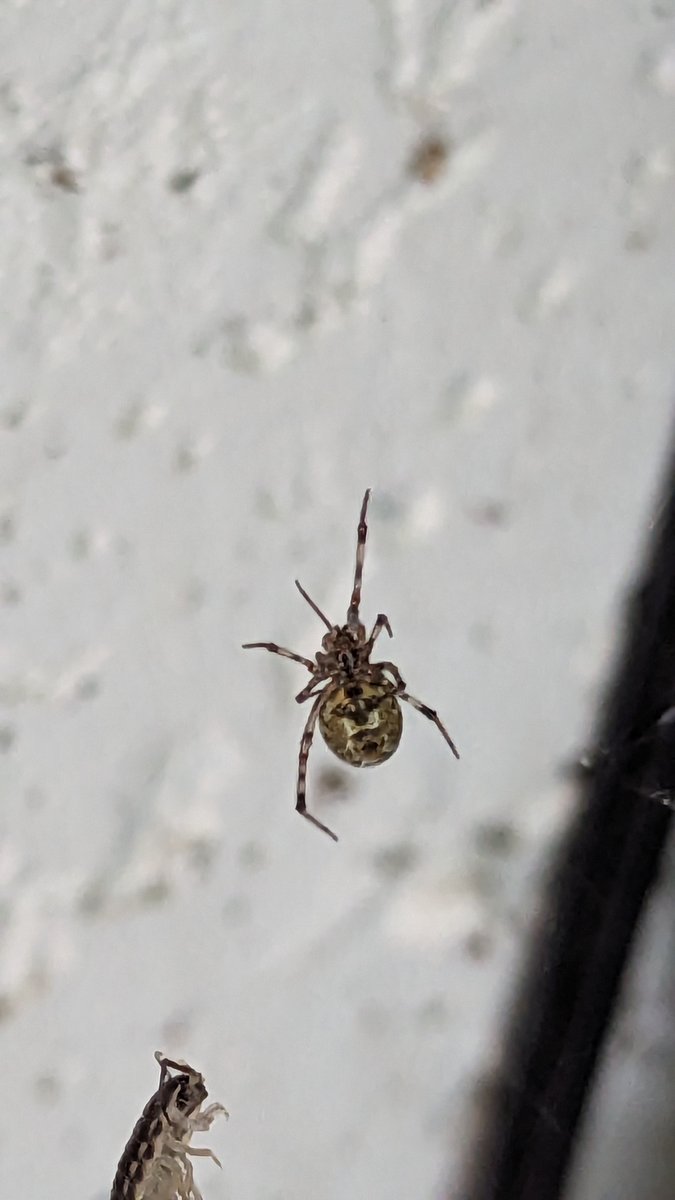 forsorio's tweet photo. @Arachno_Cosas @POLICONY Hoy tomé está en mi jardín, creo que son del mismo género. https://t.co/uSvnfjkw4U
