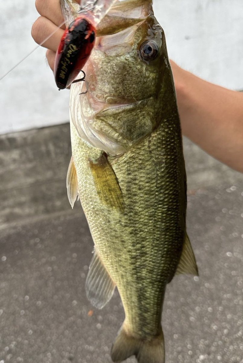 ruibakuchou's tweet photo. サカナサカナサカナサカナ
#legitdesign
#wsc72mh
#electric_fishing https://t.co/sRf87czLgj