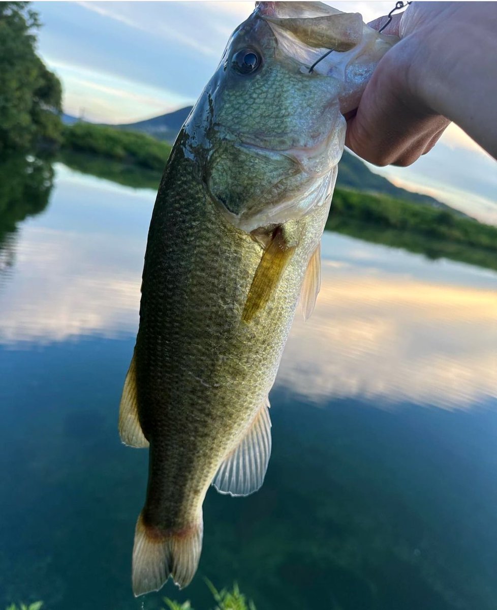 ruibakuchou's tweet photo. サカナサカナサカナサカナ
#legitdesign
#wsc72mh
#electric_fishing https://t.co/sRf87czLgj