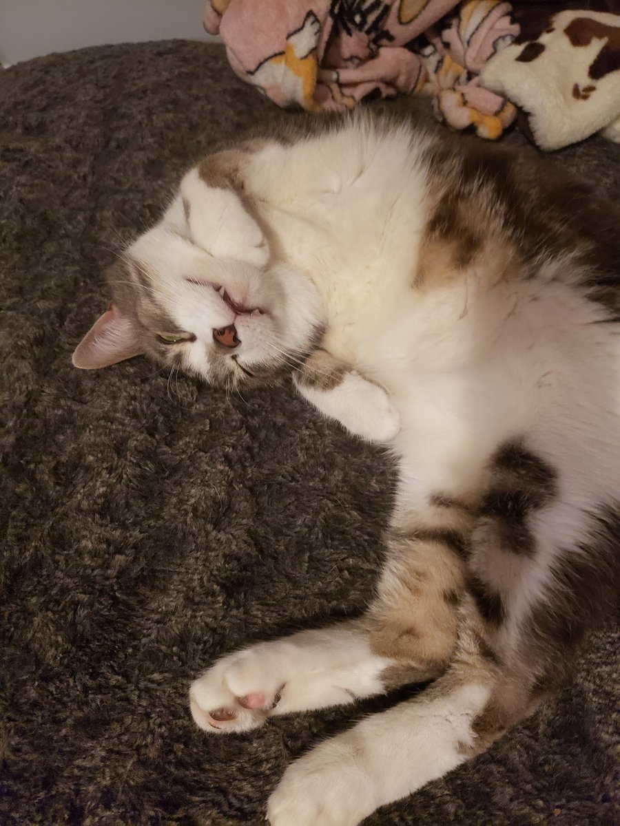 My cat ATE a threaded needle, out of no where. 
That costume has quite the vet bill to make up for. Emergency night vets are extra.