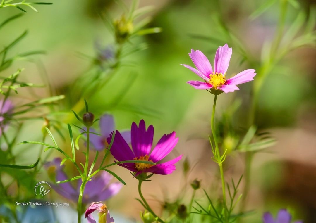 It's a wonderful world. #nature #NaturePhotography #flowers