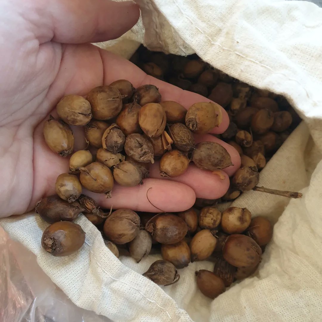 Seeding Victoria tweet media