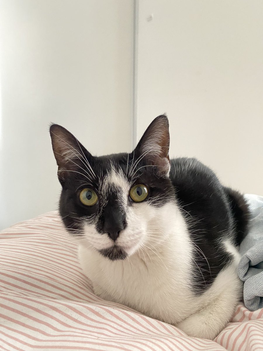 MarCorrea09's tweet photo. Hola! Estoy buscando un/a adoptante responsable para él. Lo encontramos perdido, buscamos su familia y no la encontramos. 
Es machito aproximadamente de 6 meses, super mimoso!!! 
Sabe usar sus piedritas.
Cel 3517199099
@VivireNuevaCba https://t.co/52WJWr0mbv