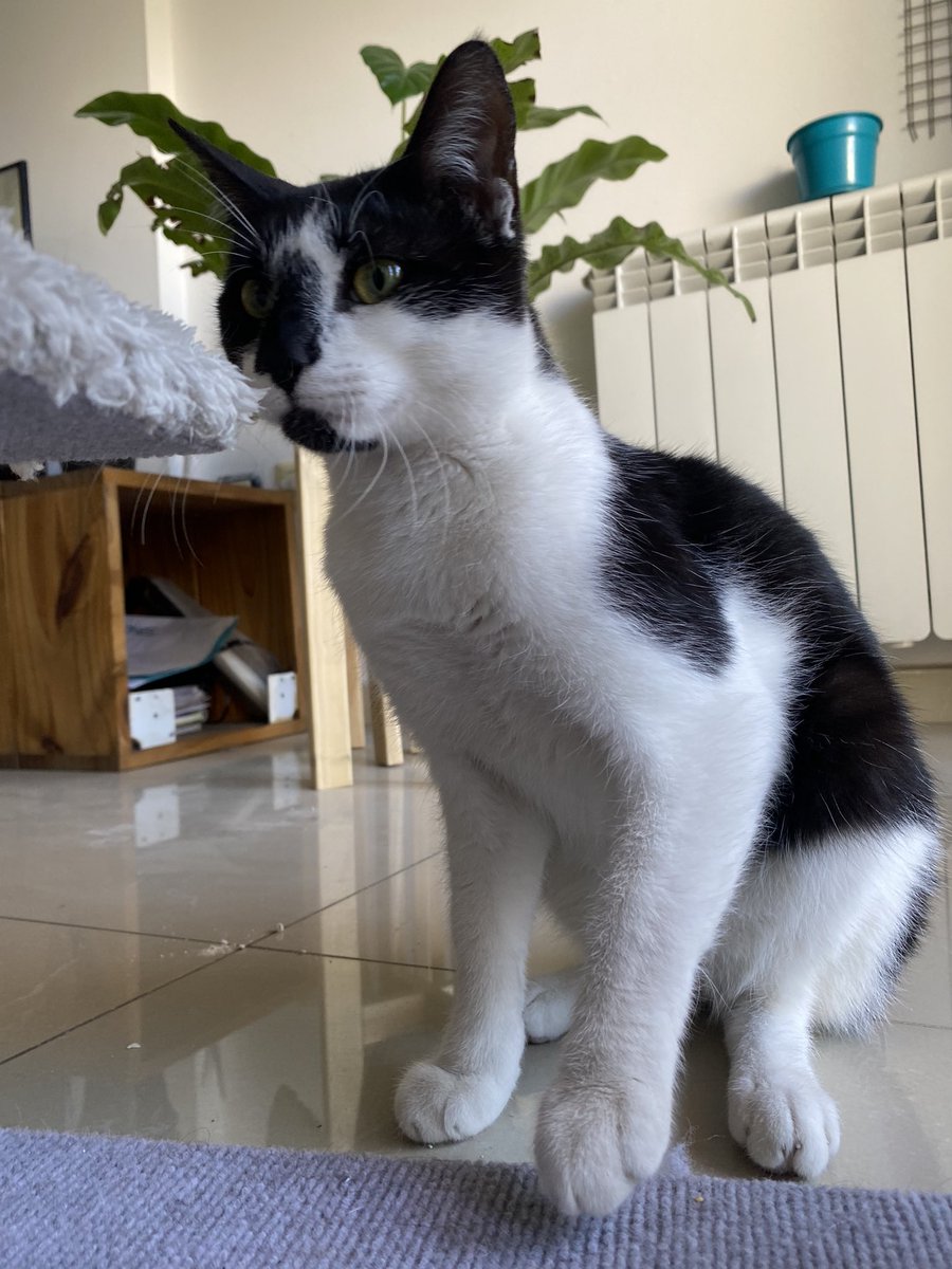 MarCorrea09's tweet photo. Hola! Estoy buscando un/a adoptante responsable para él. Lo encontramos perdido, buscamos su familia y no la encontramos. 
Es machito aproximadamente de 6 meses, super mimoso!!! 
Sabe usar sus piedritas.
Cel 3517199099
@VivireNuevaCba https://t.co/52WJWr0mbv