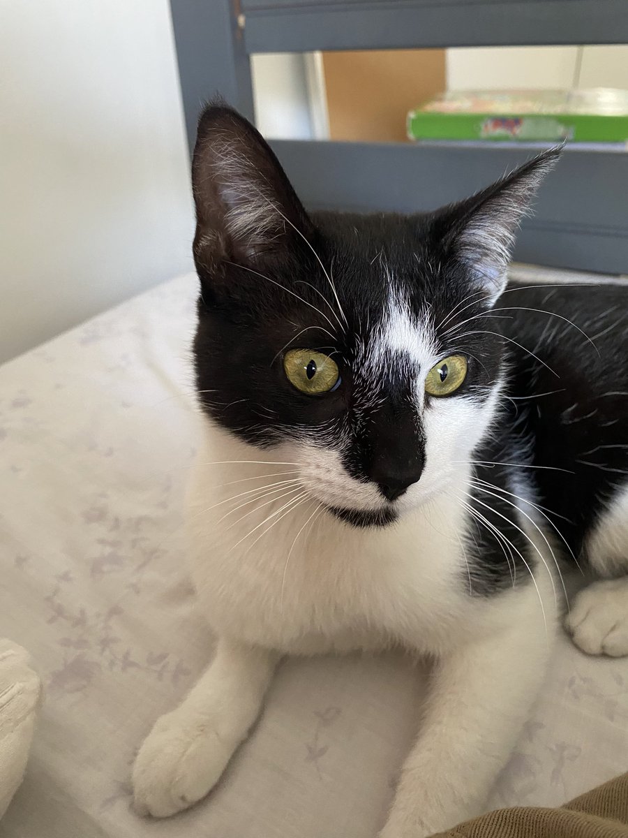 MarCorrea09's tweet photo. Hola! Estoy buscando un/a adoptante responsable para él. Lo encontramos perdido, buscamos su familia y no la encontramos. 
Es machito aproximadamente de 6 meses, super mimoso!!! 
Sabe usar sus piedritas.
Cel 3517199099
@VivireNuevaCba https://t.co/52WJWr0mbv