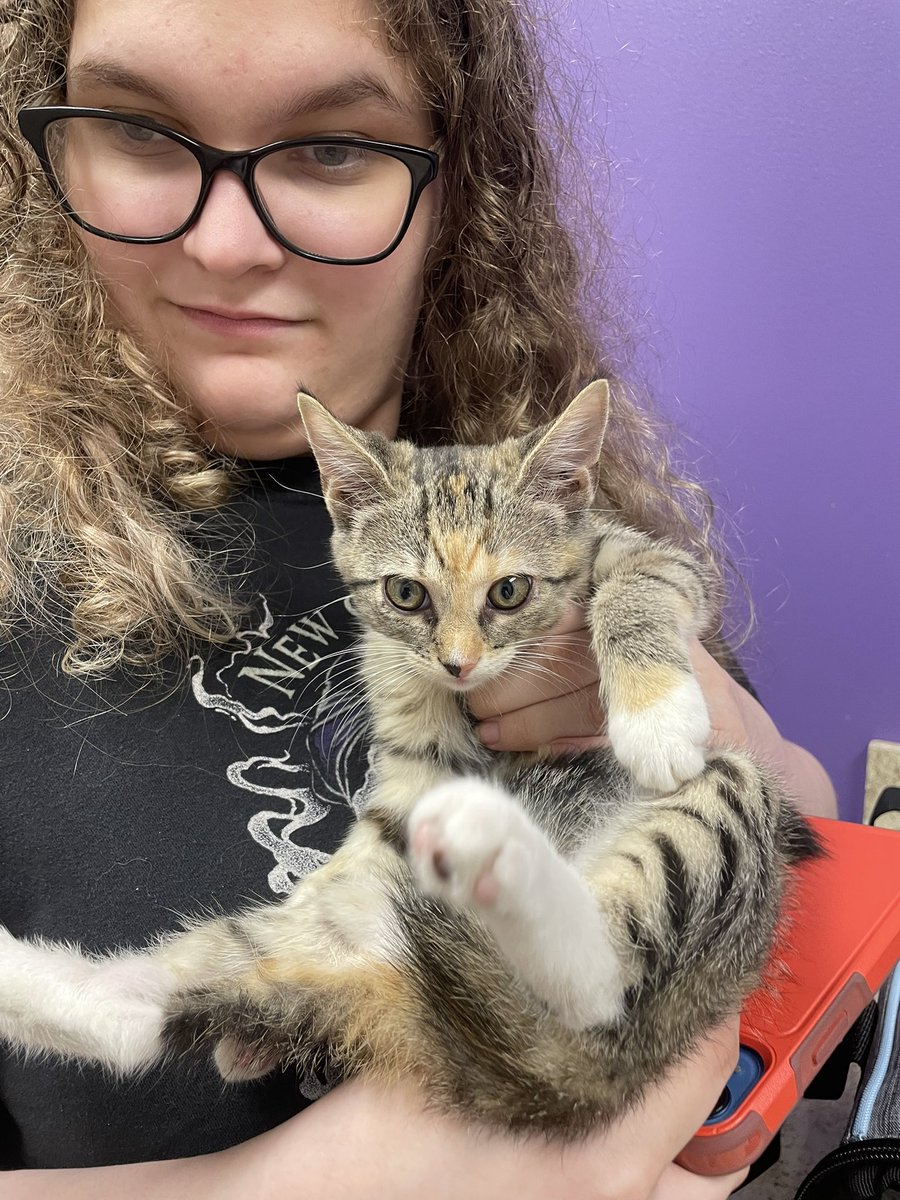 KEL0818's tweet photo. Dr.Bierbaum and his staff are the BEST! Clean bill of health for our sweet Fae!!
#rescuekitten #faethecat #adoptdontshop #boulevardveterinary https://t.co/pqy0tU1dSy