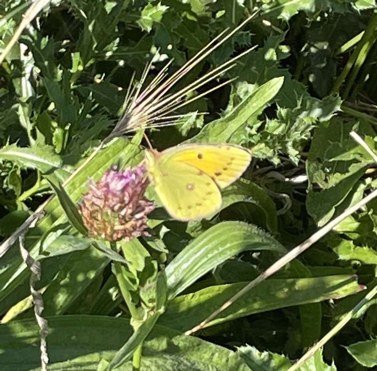 CCMAC Colour Your Common tweet media