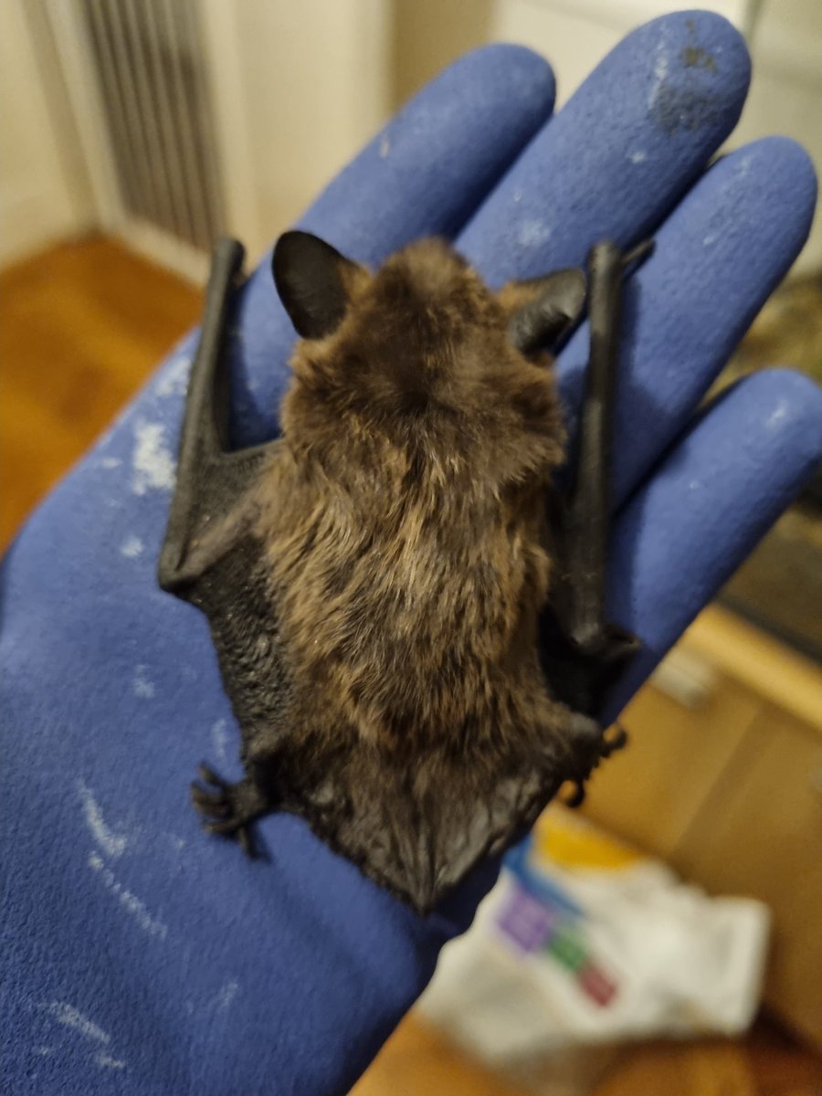 6 days and counting of recovery for this little #BatCare Serotine boy. Bet he's feeling much better 🥰