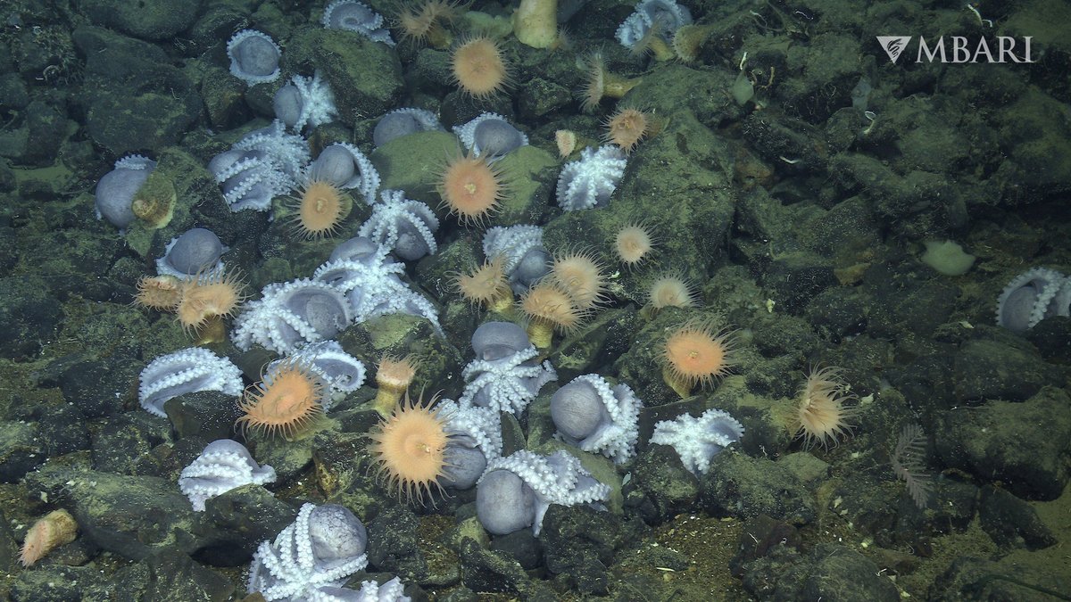 Bay Nature magazine tweet media