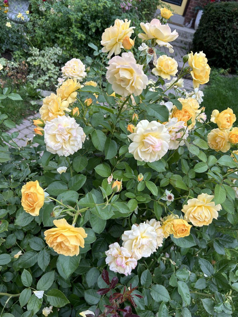 pattimarathon's tweet image. #WhileWalking