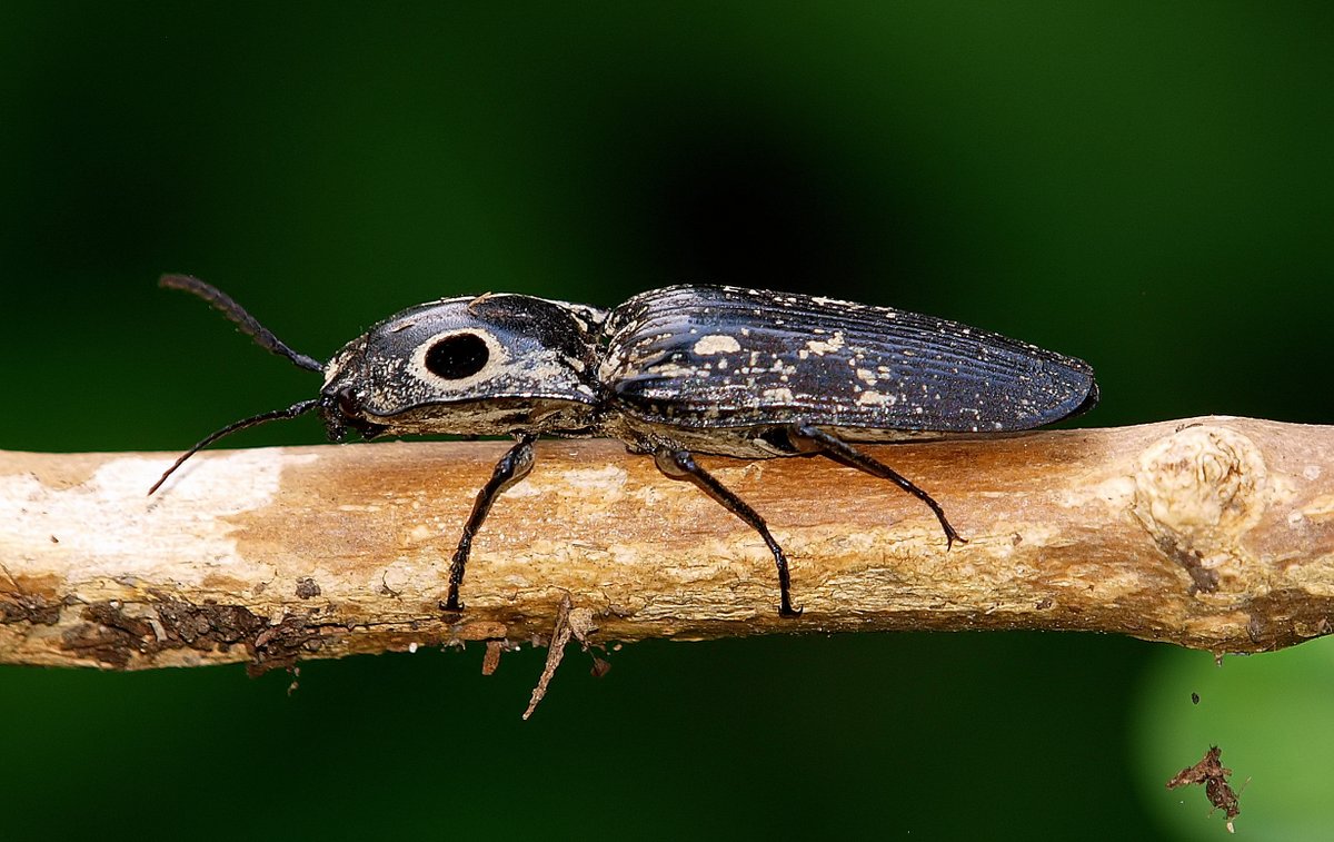 kala61857's tweet photo. Cool Garden Bug
I spotted this cool beetle on a neighbor's crepe myrtle. Always fun to find
Eastern-Eyed Click Beetle (Alaus oculatus)
https://t.co/XgOX6SZgVi
#CoolBugs #NaturePhotography #Macro #insects #beetles #ClickBeetle https://t.co/UOljcqXAjs