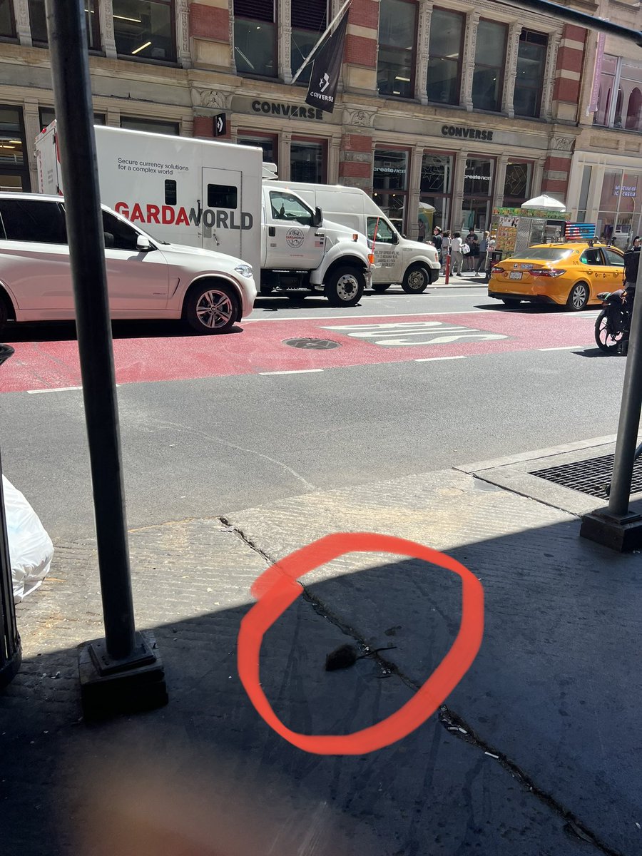 CleanUpSoHo's tweet photo. Another day, another dead rat on the sidewalk in SoHo. 10 am at Broadway and Prince SW corner. @NYCSanitation @sohobroadway @ChrisMarteNYC @MarkLevineNYC @NYCMayor @NYCMayorsOffice @CB2_Manhattan https://t.co/sozJEBUfAk