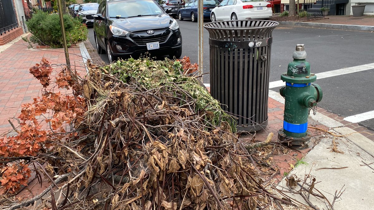 cherylbee's tweet photo. @311DCgov large pile of dry branches 10th and French St NW https://t.co/j9aUtFAfdw