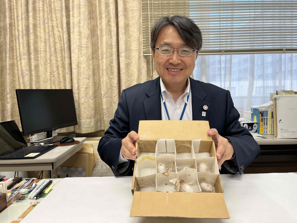 MAFF_JAPAN's tweet photo. 【ご報告】
平形農産局長の部屋で飼っていたお蚕様が成虫になりました。

※蚕は、人による数千年の飼育の歴史の中で完全に野生の本能を失っており成虫は羽があるのに飛べず、口が退化して何も食べられません。
人の助けがないと生きられない蚕を養蚕農家さんは「お蚕様」と呼び大切に育てています https://t.co/liBBg7KaYd