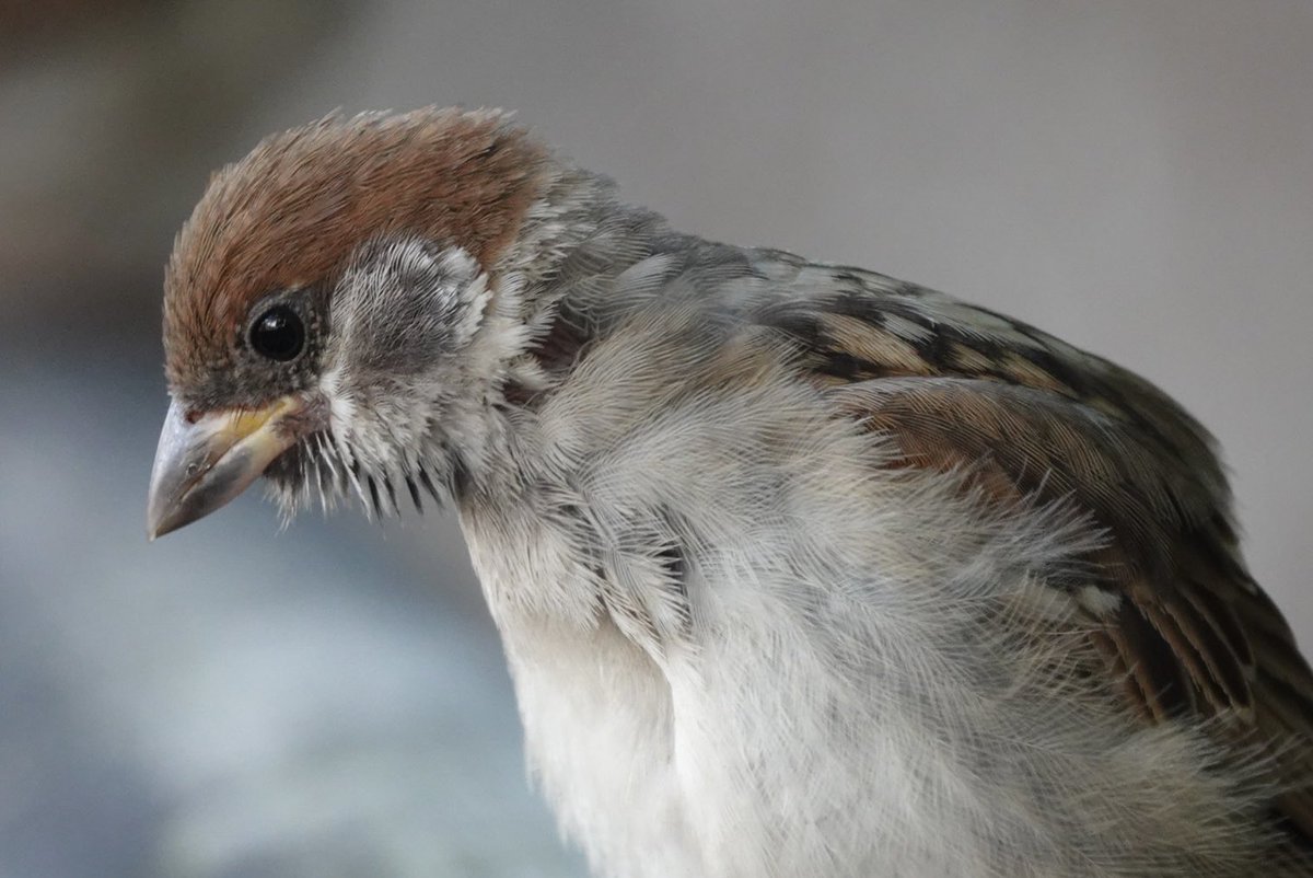 carskey's tweet photo. おはようございまちゅん✨
　もの思いのポーズでちゅん。。。

#おはようございます #goodmorning #birds #naturelover #すずめ #ちゅん活 https://t.co/d5L3ptEJYw