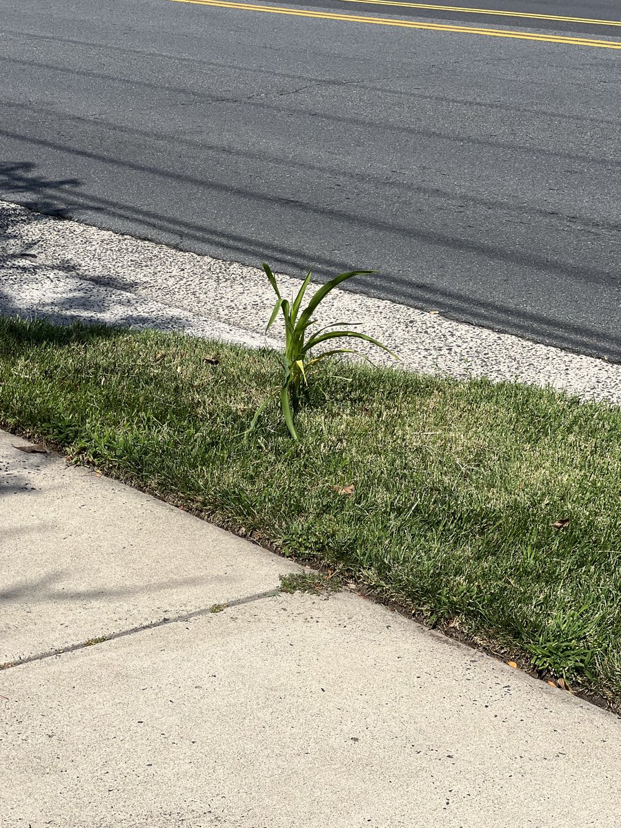 ⁦<a href="/TDBank_US/">TD Bank</a>⁩ … are ya’ll growing corn 🌽 🤔