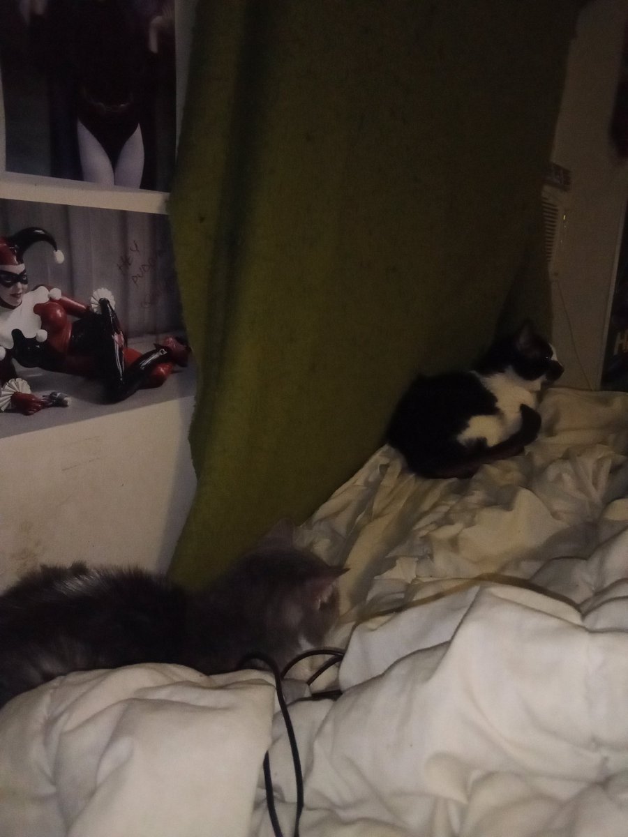 NotTheEvilRob's tweet image. I'm having a lazy day in my bed.