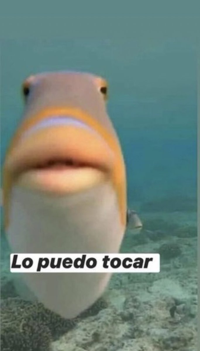yo cuando voy a casa de alguien y tiene mascota