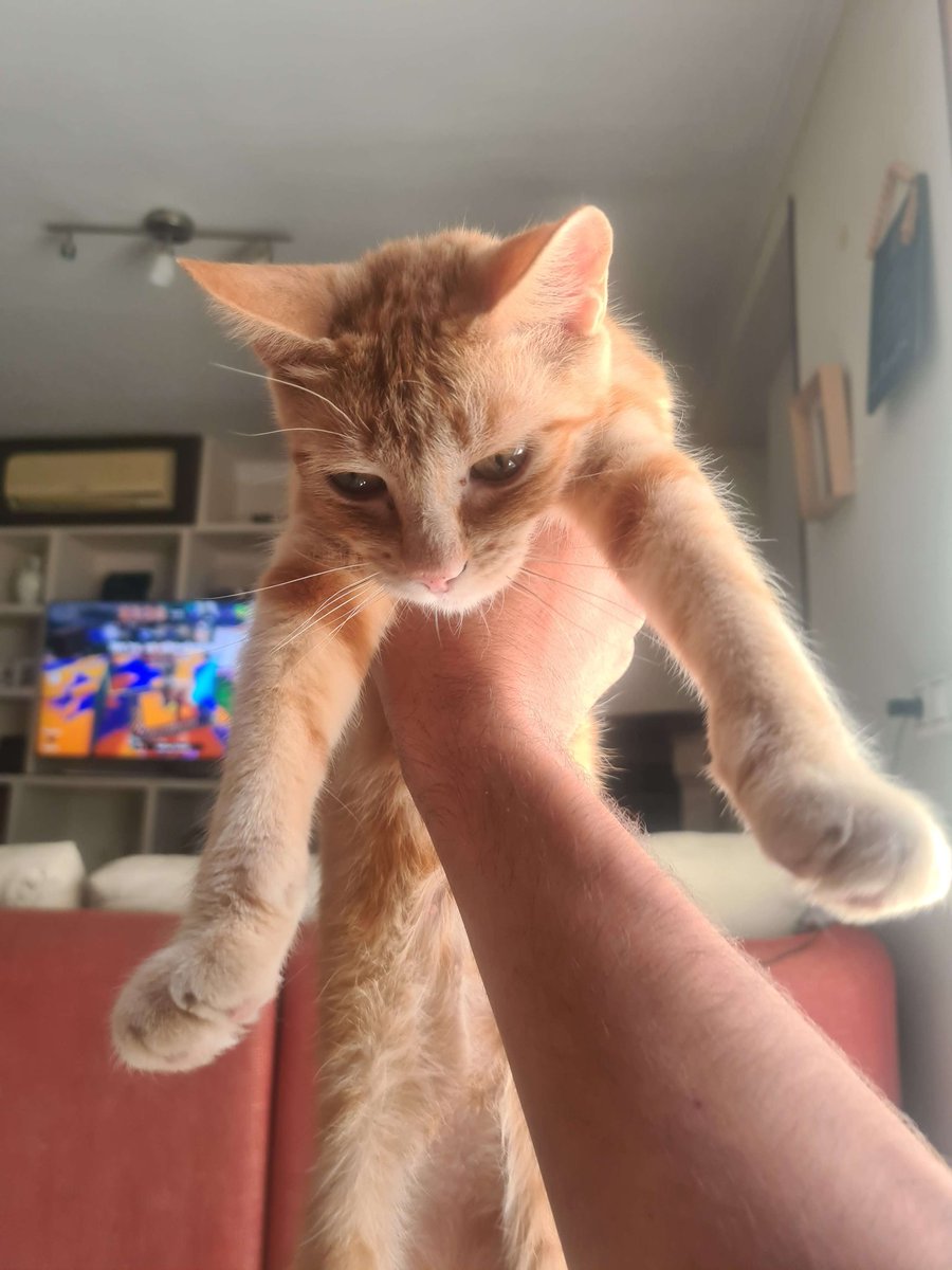 SpanishApple7's tweet photo. He aquí la mascota de @BliztWave 
Let's fokin go 
Denle la bienvenida a mamaguevo https://t.co/E552x5lFtS